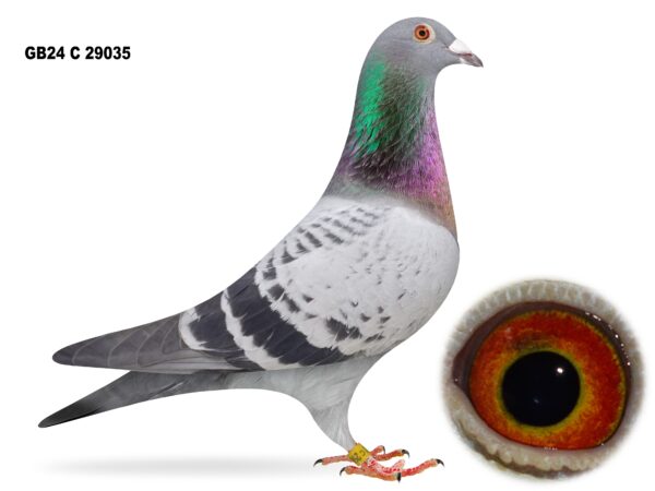 Dalecrest Lofts Stock & OB Race Team Clearance - LOT 10 - GB24 C 29035 - Cheq Hen - Winner On The Road - FBI Bloodlines Throughout - Dtr Of 'DOUBLE TROUBLE' x 'Dtr ALL IN ONE x BEAUTY'