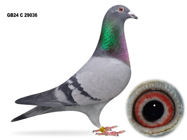 Dalecrest Lofts Stock & OB Race Team Clearance - LOT 11 - GB24 C 29036 - Blue Hen - 164th Open NIPA Dale 2025 - FBI Bloodlines Throughout - Dtr Of 'DOUBLE TROUBLE' x 'Dtr ALL IN ONE x BEAUTY'