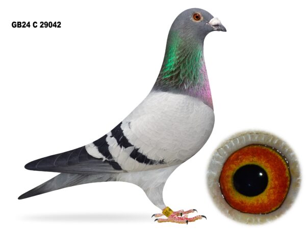 Dalecrest Lofts Stock & OB Race Team Clearance - LOT 5 - GB24 C 29042 - Blue Cock - Winner Of 92nd Section C, 218th Open NIPA Kilbeggan (14,157 b) & 44th Section C, 127th Open NIPA Roscrea (16,479 b) - Full Brother Of '007' - 1st Section C & 2nd Open NIPA Bude - Son Of 'JACKPOT 562' x 'GENUINE RISK'