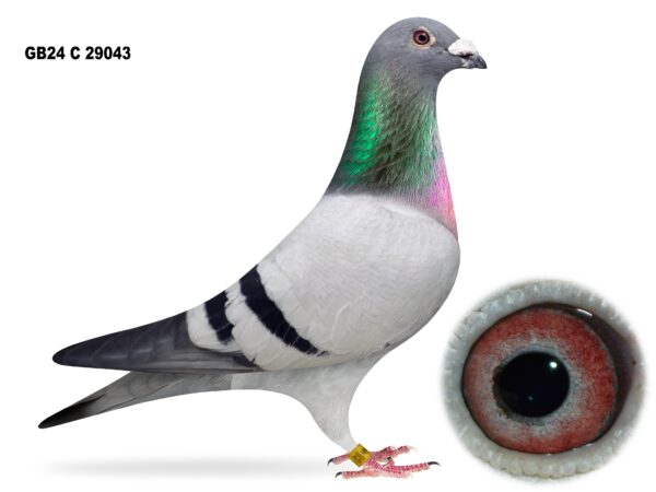 Dalecrest Lofts Stock & OB Race Team Clearance - LOT 6 - GB24 C 29043 - Blue Cock - Winner Of Minor Club Prizes - Full Brother Of 218th Open NIPA Kilbeggan (14,157 b) & 127th Open NIPA Roscrea (16,479 b) - Full Brother Of '007' - 1st Section C & 2nd Open NIPA Bude - Son Of 'JACKPOT 562' x 'GENUINE RISK'