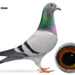 Dalecrest Lofts Stock & OB Race Team Clearance - LOT 3 - GB24 C 29046 - Blue Hen - Half Sister To 89th Section C, 275th Open NIPA YB Roscrea (18,479 b) & 18th Section C NIPA OB Roscrea (3,162 b) - Dtr Of 'GEORGE BEST' x 'HEATHERS CHOICE'