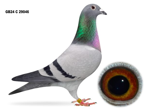 Dalecrest Lofts Stock & OB Race Team Clearance - LOT 3 - GB24 C 29046 - Blue Cock - Half Brother To 89th Section C, 275th Open NIPA YB Roscrea (18,479 b) & 18th Section C NIPA OB Roscrea (3,162 b) - Son Of 'GEORGE BEST' x 'HEATHERS CHOICE'