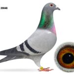 Dalecrest Lofts Stock & OB Race Team Clearance - LOT 2 - GB24 C 29048 - Blue Hen - Half Sister To 1st Section & 6th Open NIPA Roscrea - Dtr Of 'SMOKE' x 'BLUE HAWK 984'