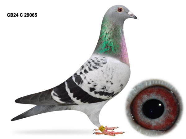 Dalecrest Lofts Stock & OB Race Team Clearance - LOT 7 - GB24 C 29065 - Cheq Hen - Full Sister Of 218th Open NIPA Kilbeggan (14,157 b) & 127th Open NIPA Roscrea (16,479 b) - Full Sister Of '007' - 1st Section C & 2nd Open NIPA Bude - Daughter Of 'JACKPOT 562' x 'GENUINE RISK'