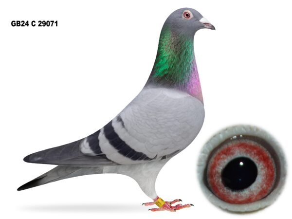 Dalecrest Lofts Stock & OB Race Team Clearance - LOT 12 - GB24 C 29071 - Blue Hen - 2024 Latebred For Stock - Inbred To 'WHITE DIAMOND' - Direct Off FBI Bloodlines - Dtr Of 'DOUBLE TROUBLE' x 'OLYMPIC MIRACLE 615'