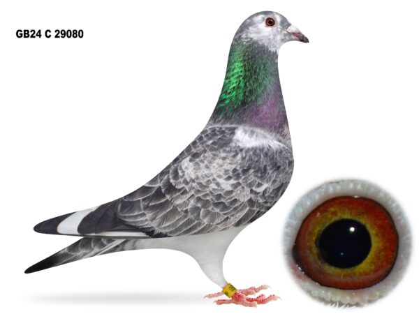 Dalecrest Lofts Stock & OB Race Team Clearance - LOT 16 - GB24 C 29080/81 - Grizzle Hen - DOUBLE RUNG 2024 Latebred For Stock - Direct Off FBI Bloodlines - Dtr Of 'DOUBLE TROUBLE' x 'WITTE BLIZZARD'