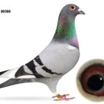 Joe Reid Stock Clearance - LOT 15 - GB24 D 80360 - Blue WF Cock - Bred From M&D Evans Bloodlines - Some BIG Names In This Young Cocks Pedigree - As You'd Expect, Heavily Inbred To 'CHAMPION SHADOW'