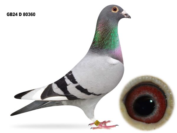 Joe Reid Stock Clearance - LOT 15 - GB24 D 80360 - Blue WF Cock - Bred From M&D Evans Bloodlines - Some BIG Names In This Young Cocks Pedigree - As You'd Expect, Heavily Inbred To 'CHAMPION SHADOW'