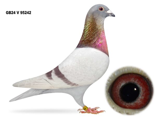 Gary Gibson Future Stock - LOT 6 - GB24 V 95242 - Mealy Cock - Half Brother Of 1st Open NIPA - Son Of 'WONDERBOY 101' - G/Son Of 'GOLDEN COUPLE'