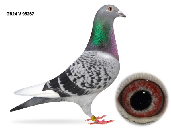 Gary Gibson Future Stock - LOT 7 - GB24 V 95267 - Cheq WF Hen - Half Sister Of 1st Open NIPA - Dtr Of 'WONDERBOY 101' x 'MEGAN' - G/Dtr Of 'GOLDEN COUPLE'