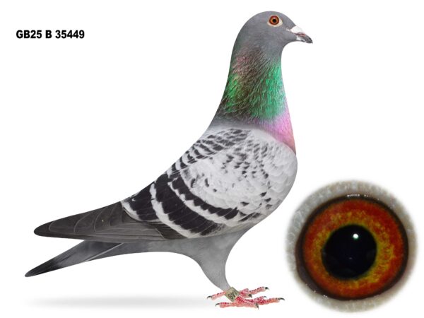 Gary Gibson Future Stock - LOT 12 - GB25 B 35449 - Cheq Cock - Direct Off 2024 Section B NIPA Champion Young Bird 2024 - Willy Van Herek x Kris Van Massenhoven Bloodlines