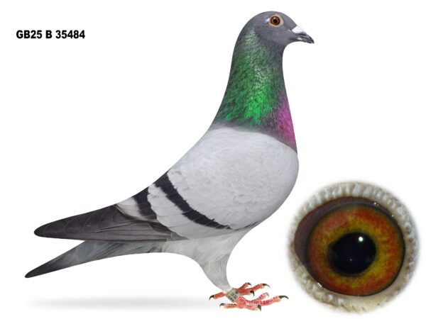 Gary Gibson Future Stock - LOT 15 - GB25 B 35484 - Blue Cock - FIRST CLASS YOUNG COCK - Full Brother To NIPA Section B Champion YB 2024 - Best Of The Willy Van Herek Bloodlines - Uncle To 2nd Open NIPA