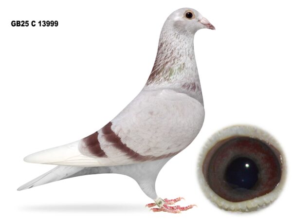 Gary Gibson Future Stock - LOT 11 - GB25 C 13999 - Mealy Pied Hen - Granddaughter Of 'THE GOLDEN COUPLE' - Same Was Bred As 28th N. Section & 31st Open INFC Skibbereen YB Nat 2025