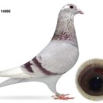 Gary Gibson Future Stock - LOT 1 - GB25 C 14000 - Mealy Pied Cock - Grandson Of 'THE GOLDEN COUPLE' - Same Was Bred As 28th N. Section & 31st Open INFC Skibbereen YB Nat 2025