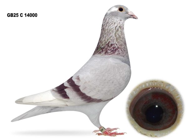 Gary Gibson Future Stock - LOT 1 - GB25 C 14000 - Mealy Pied Cock - Grandson Of 'THE GOLDEN COUPLE' - Same Was Bred As 28th N. Section & 31st Open INFC Skibbereen YB Nat 2025