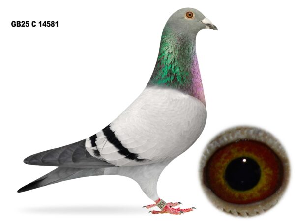 Gary Gibson Future Stock - LOT 5 - GB25 C 14581 - Blue Cock - G/Son Of The Golden Cock 'WONDERBOY 219' - Contains The Best Of The Sticker Doncker, Willy Van Herek, Stefaan Lambrecht & Van Den Bulck Blended Bloodlines