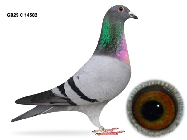 Gary Gibson Future Stock - LOT 4 - GB25 C 14582 - Blue Cock - Cracking Young Cock - Very Best Of The Sticker Donckers - Half Brother To 1st Mid Antrim Combine