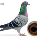 Gary Gibson Future Stock - LOT 13 - GB25 C 14584 - Cheq Cock - Full Brother To 36th N. Section & 39th Open INFC Skibbereen YB Nat 2025 Plus 13th Section B & 93rd Open Fermoy - Son Of 'BLUE STEFAAN' x 'Sis MEGAN'