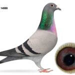 Gary Gibson Future Stock - LOT 3 - GB25 C 14999 - Blue Cock - Top Class Young Cock - Half Brother Of 'MEGAN' - Gem Of The Loft