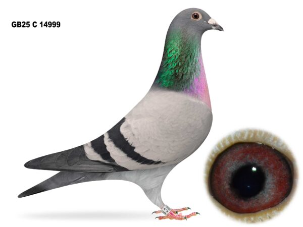 Gary Gibson Future Stock - LOT 3 - GB25 C 14999 - Blue Cock - Top Class Young Cock - Half Brother Of 'MEGAN' - Gem Of The Loft