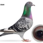 Gary Gibson Future Stock - LOT 2 - GB25 S 35249 - Cheq Pied Cock - Direct Off 2024 Section B NIPA Champion Young Bird 2024 - Willy Van Herek x Kris Van Massenhoven Bloodlines