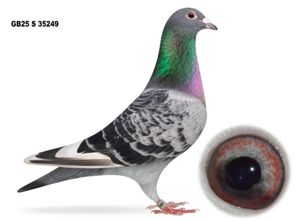 Gary Gibson Future Stock - LOT 2 - GB25 S 35249 - Cheq Pied Cock - Direct Off 2024 Section B NIPA Champion Young Bird 2024 - Willy Van Herek x Kris Van Massenhoven Bloodlines