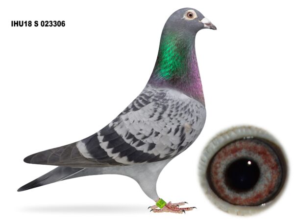 Dalecrest Lofts Stock & OB Race Team Clearance - LOT 31 - 'BEAUTY' - IHU18 S 023306 - Cheq Hen - SUPERSTAR BREEDER - Dam Of 1st Open NIPA 5 Bird Championship, 3rd Open NIPA, 4th Open NIPA Bude & 178th Open NIPA 2nd Dale Plus 2x NIPA 1st Section C Winners - Direct from Flanders Breeding International (FBI) - Leo Hermans Bloodlines - Same Way Bred As '259' - One Of The Best Racers EVER At F.B.I