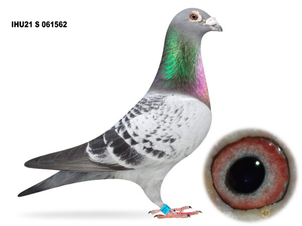 Dalecrest Lofts Stock & OB Race Team Clearance - LOT 18 - IHU21 S 061562 - Cheq Cock - Direct from Jackpot Lofts From Their Flanders Collection Birds - Sire Of 'MISS MONEYPENNY 007' - 2x 1st Club, 1st Section C & 2nd Open NIPA Bude - Grandson Of Top Racers 'BLUE BOLT 992 II' & 'POULIDOR MEALY 992'