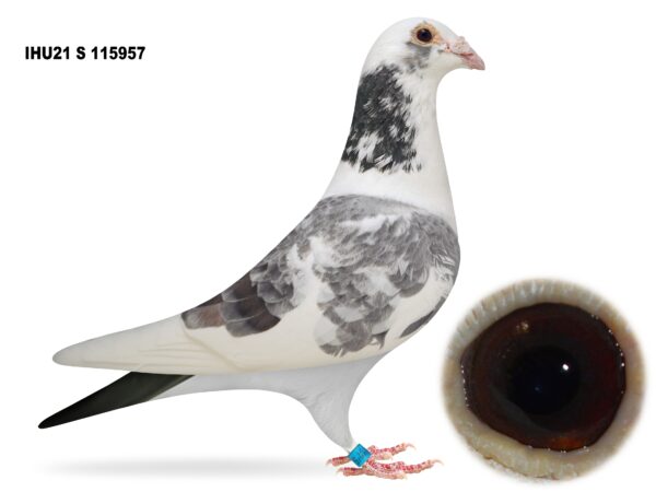 Dalecrest Lofts Stock & OB Race Team Clearance - LOT 27 - 'ICE' - IHU21 S 115957 - Grizzle Cock - DVDB Bloodlines Direct from Flanders Breeding International (FBI) - Super Inbred To 'GOEDE RODE' Bloodlines - Sire Is Half Brother To Massive 15x 1st Prize Winners - Dam Is G/Dtr Of 'GREPIPEL'