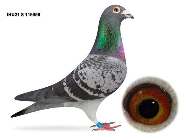 Dalecrest Lofts Stock & OB Race Team Clearance - LOT 26 - 'SMOKE' - IHU21 S 115958 - Cheq Cock - DVDB Bloodlines Direct from Flanders Breeding International (FBI) - Sire To 1st Club, 1st Section C & 6th Open NIPA Roscrea (10,451 b) - Super Inbred To 'GOEDE RODE' Bloodlines - Sire Is Half Brother To Massive 15x 1st Prize Winners - Dam Is G/Dtr Of 'GREPIPEL'