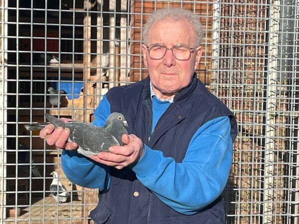 INFC CHARITY SHOW OF THE YEAR 2025 - Lot 11 - R. Strain & Son, Ballyclare - Dark Cheq Cock - Giel Janssens x S&N Lester - Some Outstanding Distance Bloodlines In This Young Cock On Both Sides Of Pedigree