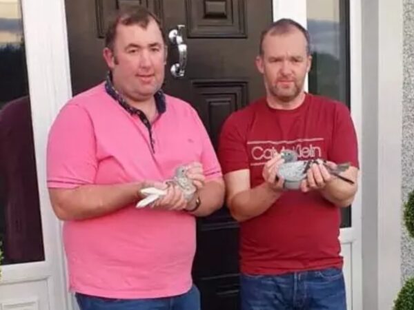 SECTION E-xtravaganza - Lot 25 - Presented By Gordon Bros - GB25 V 68305 - Blue Hen - Van Den Bulck Bloodlines - Dam Is Full Sister To 'GRIZZLE MITMACHINE' - Dam Of 'BLIZZARD KING KITTEL'