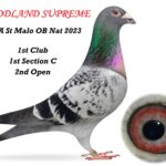 Joe Reid Stock Clearance - LOT 16 - 'WOODLAND SUPREME' - GB20 B 14682 - Blue Cheq Cock - 1st Club, 1st Section C & 2nd Open NIPA St Malo OB National 2023 (1,309 b) 459 mls - Bred By M&D Evans - Sire Of Prize Winners Up To Penzance In His First 2 Nests
