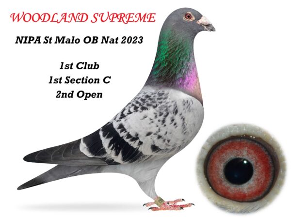 Joe Reid Stock Clearance - LOT 16 - 'WOODLAND SUPREME' - GB20 B 14682 - Blue Cheq Cock - 1st Club, 1st Section C & 2nd Open NIPA St Malo OB National 2023 (1,309 b) 459 mls - Bred By M&D Evans - Sire Of Prize Winners Up To Penzance In His First 2 Nests