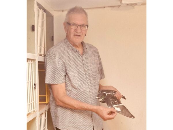 Kingsmoss Fundraiser 2026 - Lot 14 - Presented By Foster & Larkham - 1x 2026 Youngster From Their Stock Loft - Buyer To Have Pick Of The Loft