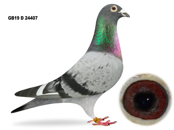 Alan McKeown - LOT 4 - GB19 D 24407 - Blue WF Cock - Bought From O'Roory Hill Stud - Son Of 'O'ROORY PRIDE' - 1st Open NIPA Skibbereen YB National