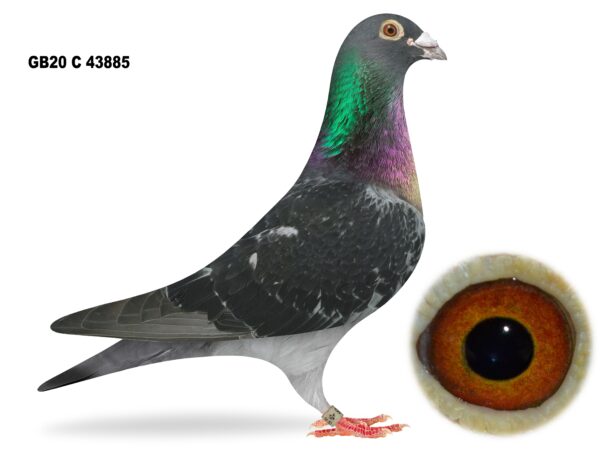 Alan McKeown - LOT 5 - GB20 C 43885 - Dark Cock - Bought From Glenn McNeilly Clearance Sale - Son Of His TOP PRODUCER - 'MY SHADOW' - G/Son Of 'CHAMPION SHADOW' Prolific Stock Cock Of M&D Evans