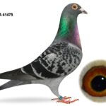 Alan McKeown - LOT 1 - GB21 A 41475 - Blue Cheq Cock - Bought From Glenn McNeilly Clearance Sale - Son Of 'ICE MASTER' & 'WHITE MIST' - Top Producer For Glenn