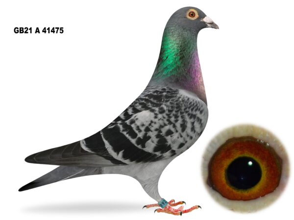 Alan McKeown - LOT 1 - GB21 A 41475 - Blue Cheq Cock - Bought From Glenn McNeilly Clearance Sale - Son Of 'ICE MASTER' & 'WHITE MIST' - Top Producer For Glenn