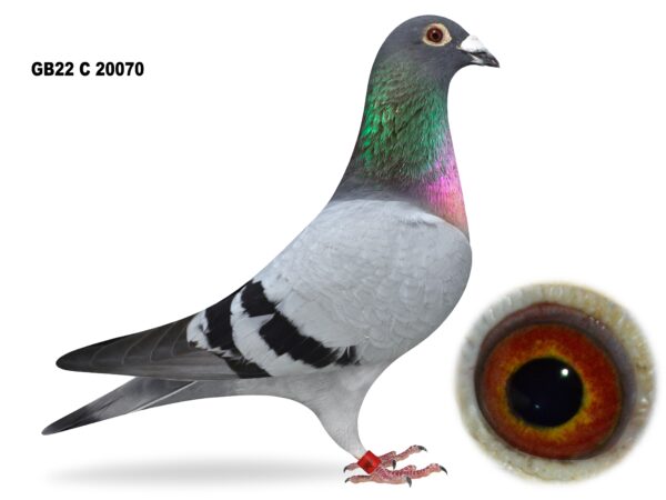 Alan McKeown - LOT 7 - GB22 C 20070 - Blue Cock - G/Son Of Both 'BLUE TORNADO' & 'DIAMOND PRINCESS' - Very Best Of O'ROORY HILL STUD ON Both Sides Of Pedigree