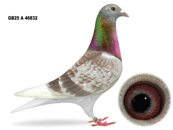 George Owens Superb Select Six - LOT 4 - GB25 A 46832 - Red Cheq Hen - Bred Down From Eddie Wrights 'MR GALLANT' Lines Crossed With The Old Kirkpatrick x Janssen Bloodlines