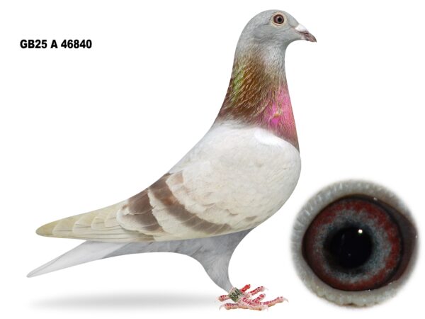 George Owens Superb Select Six - LOT 6 - GB25 A 46840 - Mealy Hen - Off The Sister Of The Dam Of S&N Lester’s INFC Merit Award Winner 2024 – 20th & 63rd Open Kings Cup