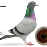 George Owens Superb Select Six - LOT 1 - GB25 A 46858 - Blue Cock - Grandson Of S&N Lester's INFC Merit Award Winner - 20th & 63rd Open Kings Cup