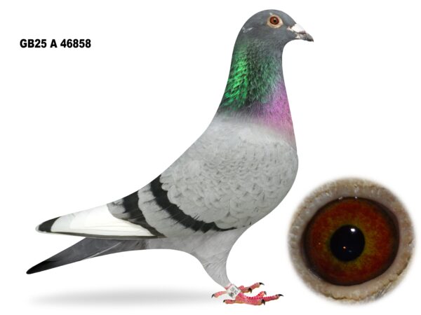 George Owens Superb Select Six - LOT 1 - GB25 A 46858 - Blue Cock - Grandson Of S&N Lester's INFC Merit Award Winner - 20th & 63rd Open Kings Cup