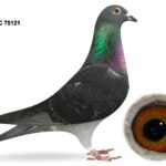 George Owens Superb Select Six - LOT 2 - GB25 C 75121 - Black Cock - Full Brother To 72nd Open INFC Yearling National 2025 & 14th Open INFC Kings Cup 2025