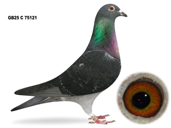 George Owens Superb Select Six - LOT 2 - GB25 C 75121 - Black Cock - Full Brother To 72nd Open INFC Yearling National 2025 & 14th Open INFC Kings Cup 2025