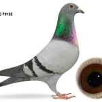 George Owens Superb Select Six - LOT 3 - GB25 C 75132 - Blue Cock - Son Of 72nd Open INFC Yearling National 2025 & 14th Open INFC Kings Cup 2025