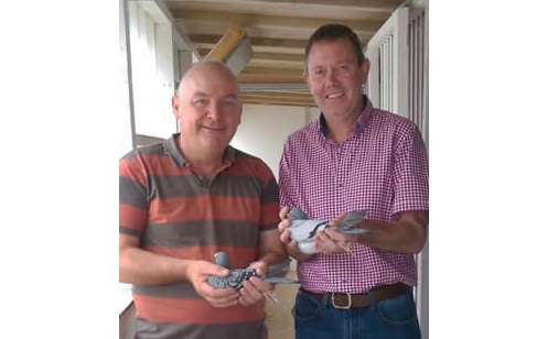 Mid Ulster Fed - Part 3 - Lot 37 - Pair Of 2026 YBs Presented By McKeown & McEvoy - One Of The Standout Lofts In Castlebellingham & East Coast Fed - ECF Channel Average Winners 2025 & Best Average INFC Channel Winners 2025