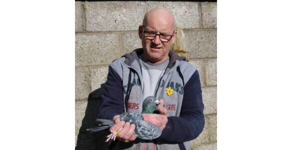 Mid Ulster Fed - Part 4 - Lot 57 - Pair Of 2026 YBs Presented By Peter Martin - No Mercy Lofts Stud - Home Of The Leemputtens, Busschearts & Vandenabeeles