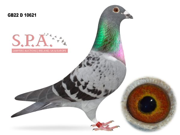 A&N Lewis - LOT 13 - GB22 D 10621 - Blue Cheq Hen - Best Of A&N Lewis' Own Family Paired To The Best Of The JPS Lofts Bloodlines For The Channel & French Races